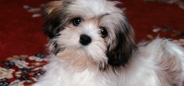 Parlons chien Shih-tzu