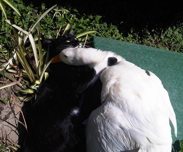 Vídeos divertidos, tiernos, interesantes... de animales Gato-amigo-pato