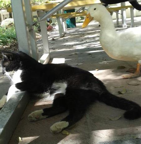 Vídeos divertidos, tiernos, interesantes... de animales Gato-y-pato-amigos