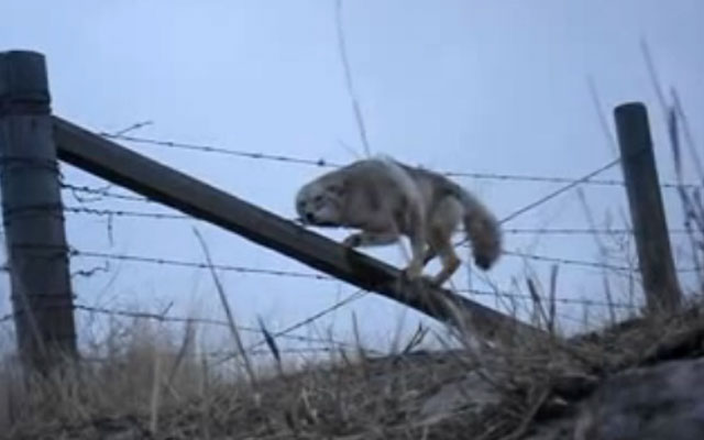 HISTORIAS EXTRAORDINARIAS DE ANIMALES Hombre-rescata-coyote