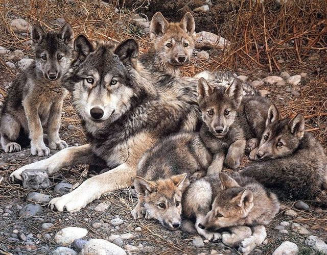 CACHORROS Y ANIMALES - Página 19 Foto-camada-de-lobos