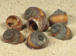 variétés d'escargots en aquariophilie  Spekia-zonata-250