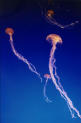 موضوع عن اللاسعات Jellyfish
