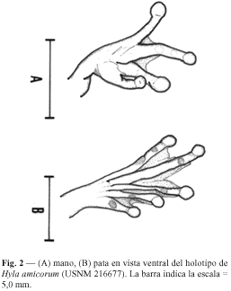 Familia Hylidae A12f2