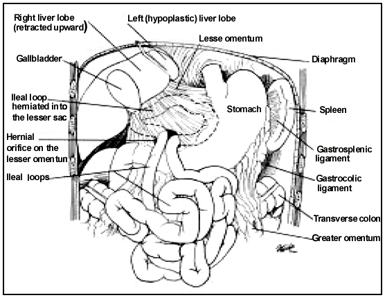     Anatomy - (      A06img01