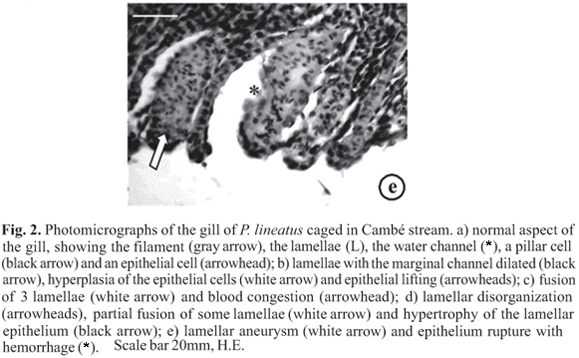 Quelles carences? A13fig2e