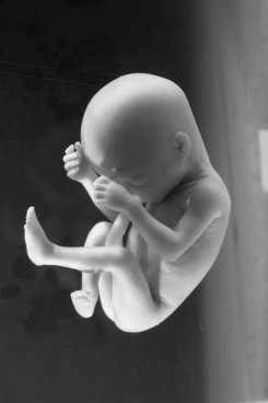 عکسهای سیاه و سفید Foetus