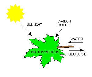 Why Do Leaves Change Color in the Fall? Photosynthesis3