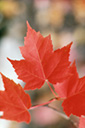 Why Do Leaves Change Color in the Fall? Red_maple_leaves