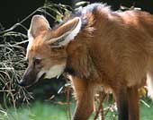 Sky the Maned Wolf SIA1047