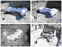 Carbon-14-dated dinosaur bones, non permineralized fossils, and soft tissue like proteins are evidence of young fossils - Page 2 C14_fig2_thumb