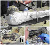 Carbon-14-dated dinosaur bones, non permineralized fossils, and soft tissue like proteins are evidence of young fossils - Page 2 C14_fig3a_thumb