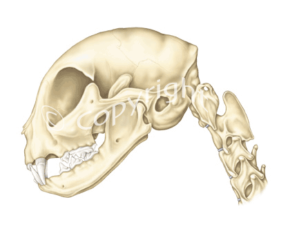 PHOTO : Le monstre de Montauk Catskull