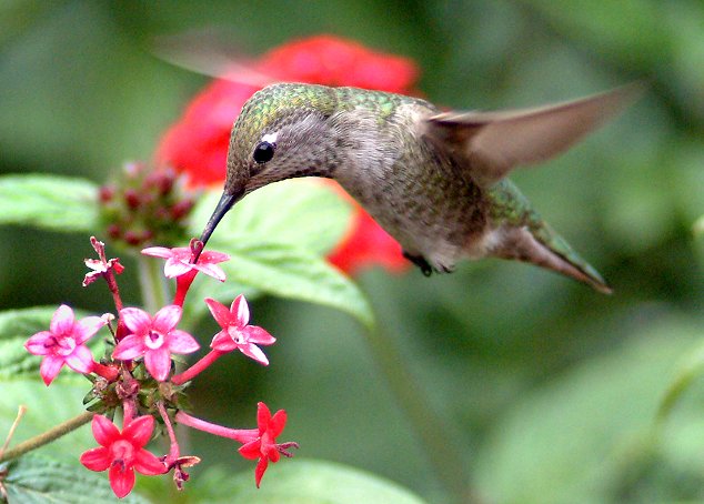 Le Meraviglie della Natura - Pagina 21 Colibri-droni-volo