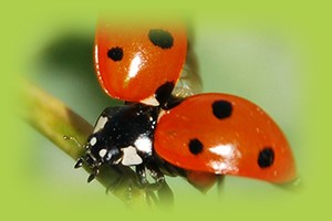 coccinelle