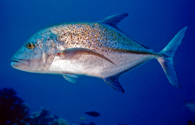 La Pesca en Costa Rica por José Manuel López Pinto Caranx_melampygus