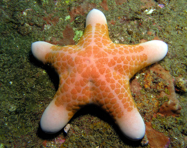 أحلى الصور لنجم البحر ( سبحان الله ) Choriaster_granulatus