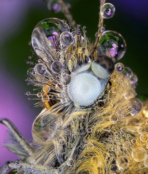 Những côn trùng lung linh Insects_dew201