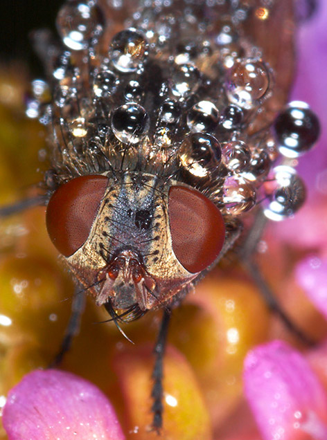 Những côn trùng lung linh Insects_dew207