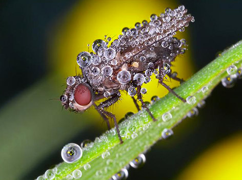 Những côn trùng lung linh Insects_dew210