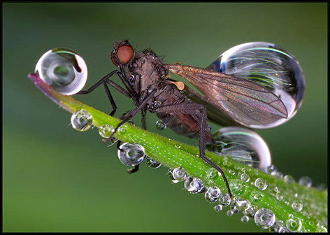 صور حشرات مع قطرات الندى Insects_dew212