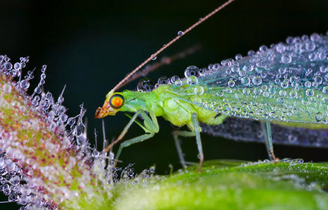 صور حشرات مع قطرات الندى Insects_dew216