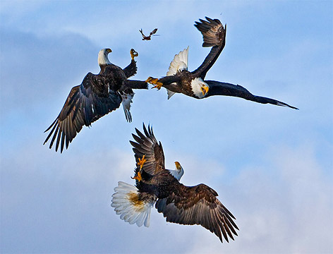 ضور جميلة ومختلفة NatGeo2008_01