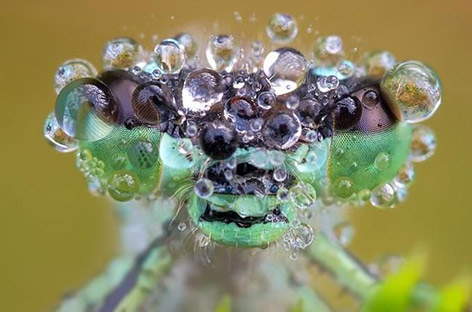 Những côn trùng lung linh Insects_dew01