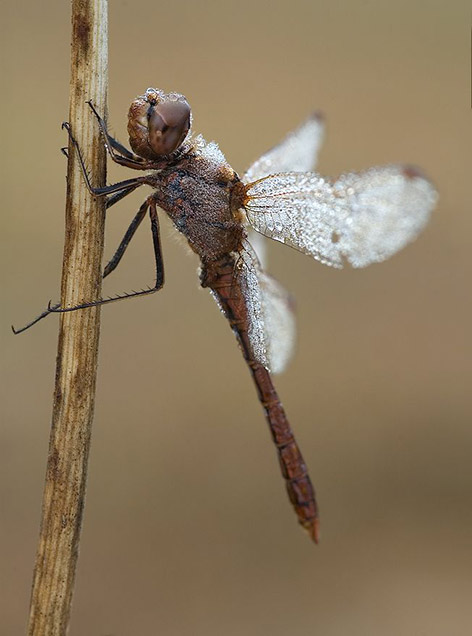 Những côn trùng lung linh Insects_dew03