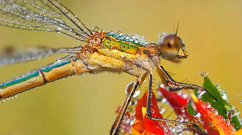 Những côn trùng lung linh Insects_dew07