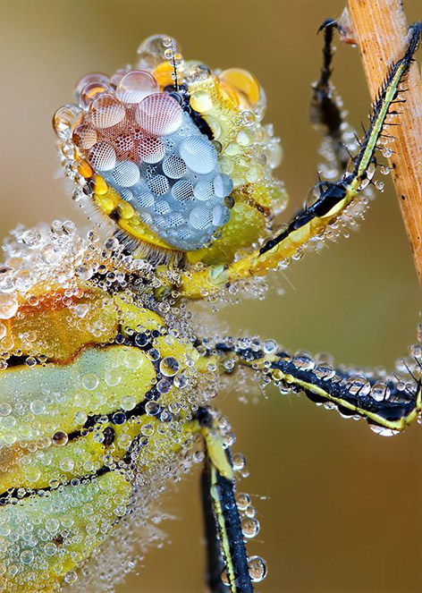 Những côn trùng lung linh Insects_dew09