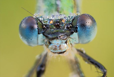 Những côn trùng lung linh Insects_dew10