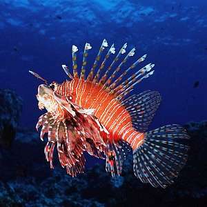 Pterois Volitans (aslan balığı) F031820t