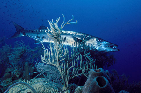 اغرب سمك بالبحر 2014 Barracuda_pred