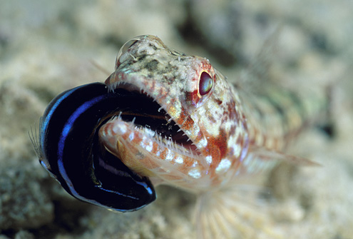 صور أسماك غريبة جداً Lizard-blenny1