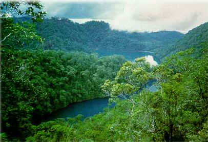 أعطني الناي .... Philippine.forest1