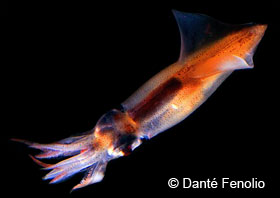 Creatures of the Deep Firefly-squid-day-se48