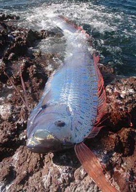 Creatures of the Deep Oarfish-washed-ashore-se41