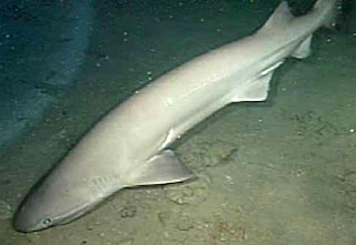 Creatures of the Deep Sixgill-shark-swimming-se43