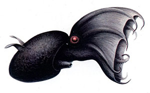 Creatures of the Deep Vampire-squid-illustration-se41