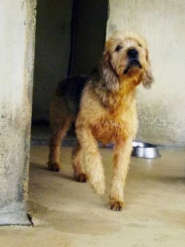 BILOU GRIFFON NIVERNAIS 3 ans REFUGE SPA LIMOGES/COUZEIX (87) 500_5a205be17be76545d4401e67125a3b09