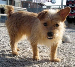 VADOR - cairn terrier 3ans - Refuge Pas si Bêtes à Cutrelles (77) 500_f82e5a95efd44d71a60eb9f989963855