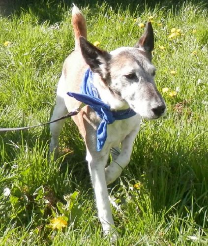 Urgent - VERDI - x fox terrier 10 ans - SPA41 à Sassay (41) 500_15856f5ef94d4b3e8117af81360ebfe5