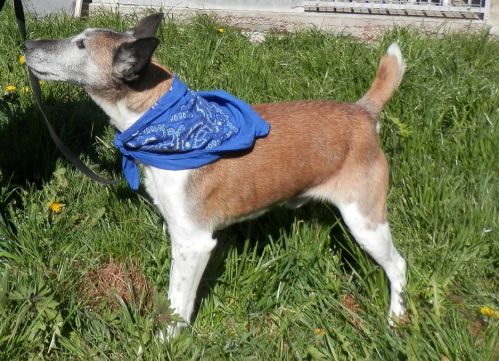 Urgent - VERDI - x fox terrier 10 ans - SPA41 à Sassay (41) 500_cf926039c3040121c1c598d4bd245a83