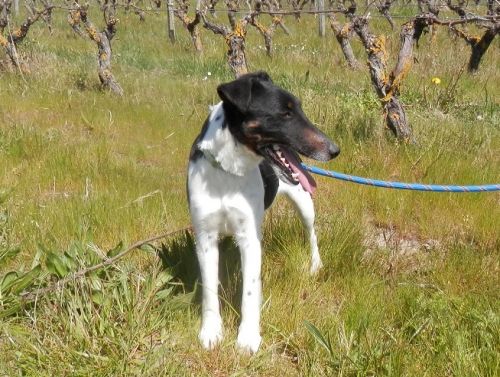 HULKY - fox terrier 2 ans - SPA41 à Sassay (41) 500_96253e92b9dd2423fe6e2e0864bc8769