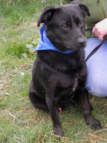 HUGO - x labrador 4 ans - Spa41 à Sassay (41) 500_149174488656028b90a8c7daa72c69e9