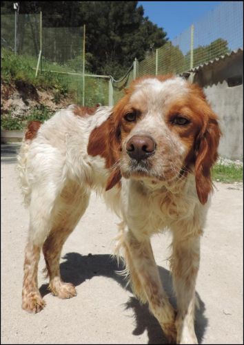 JULES - epagneul breton 2 ans - CDA à Cabries (13) 500_c116a13d720e509fd883a286eaf201db