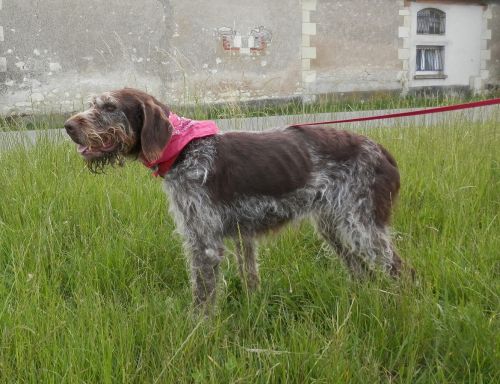 CALINE - drahthaar 12 ans  (devient très triste au refuge) 5 ans de refuge  - Spa41 à Sassay (41) 500_5f53d7af922dd42f36eaa6e72969145c