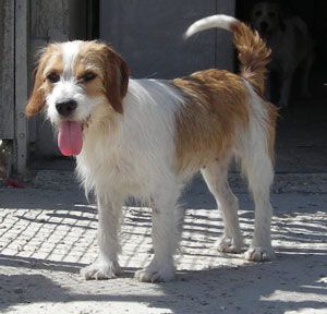 DOUCETTE - x beagle/griffon 2ans - Refuge Pas Si Bêtes à Cutrelles (77) 500_2b637f7726eb6ed6ae2c4f8f71f296b2