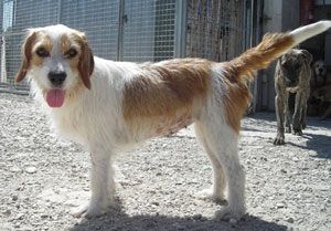 DOUCETTE - x beagle/griffon 2ans - Refuge Pas Si Bêtes à Cutrelles (77) 500_e355c0177ced33032cb7ac7dbc96bf7d